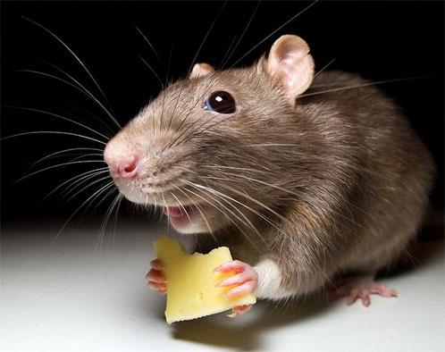 Домовая мышь — Википедия